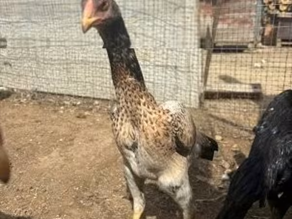 Chickens — Macarıstan