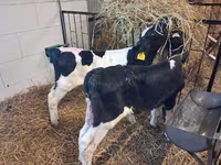 Byk, Simmental cattle — zdjęcie 8