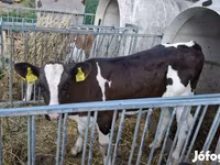 Vaca, Raza Holstein — foto 3