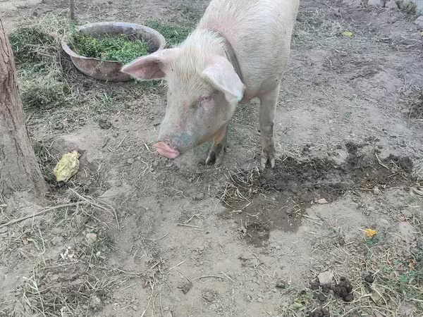 Świnie (partia, płeć nieokreślona), Świnie