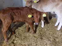 公牛, Simmental cattle — 照片 5