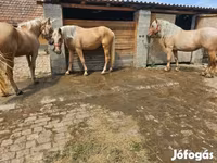 Кобыла, Лошади — фото 5