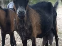 Ешкі, Alpine goat — 6-сурет