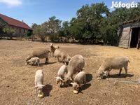 Sheep, Sheep — photo 5