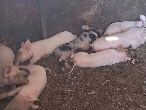 Porca, Porcos — Hungria