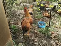 Chickens — fotografija 1