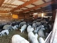 母羊, Sheep — 照片 4