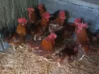 Chickens — Foto 2