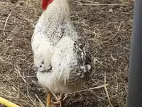 Chickens — 照片 2