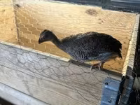Guinea fowl — fotografija 1