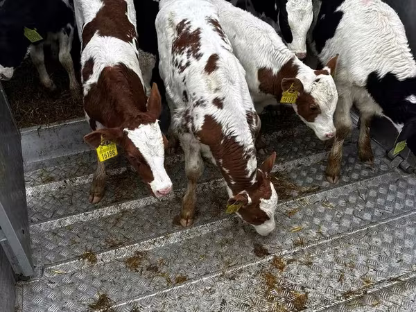 Bik, Simmental cattle