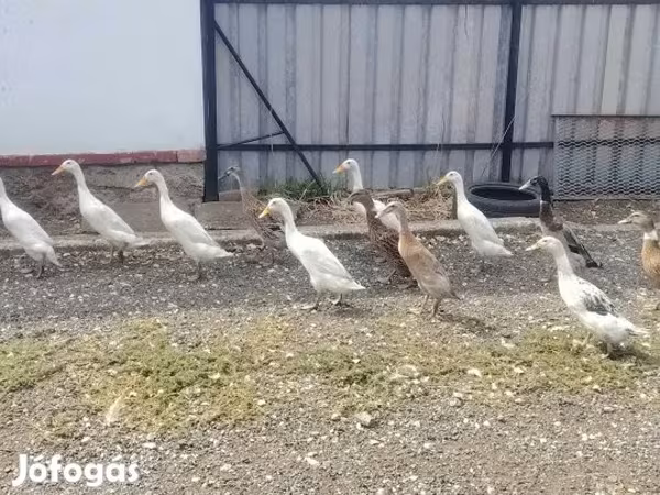 Индийский бегун