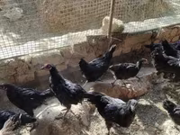 Australorp — fotografija 2