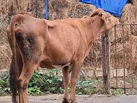 Cow, Cattle — photo 2