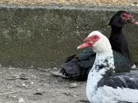 Ducks — fotografija 2