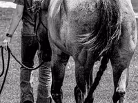 Pastuv, Quarter Horse — fotografija 6