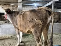 雌牛, Swiss cattle — 写真 4