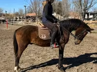 Caballo, Hungarian horse breed — foto 3