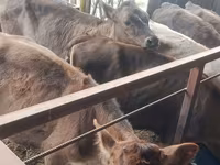 Krava, Simmental cattle — fotografija 8