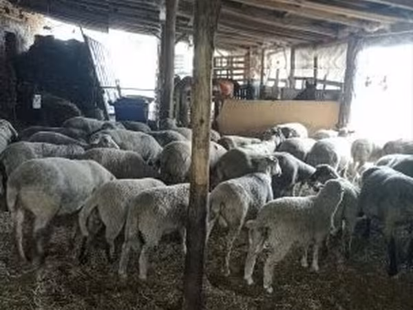 Carneiro, Ovelhas — Hungria