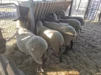 Qoʻchqor, White Suffolk sheep — 3-rasm