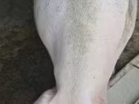 Säue, Schweine — Foto 2