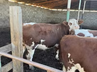 Bull, Simmental cattle — photo 7