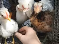 Chickens — zdjęcie 6