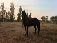 母马, Horses — 照片 7