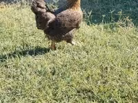 Chickens — fotografija 2