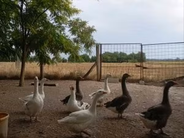 Geese