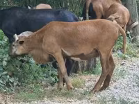 Widder, Cameroon sheep — Foto 2
