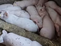 Locha, Świnie — zdjęcie 2