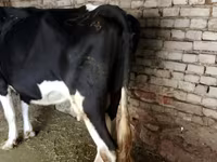 Byk, Russian Black pied cattle — zdjęcie 4