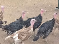 Turkeys — fotografija 6