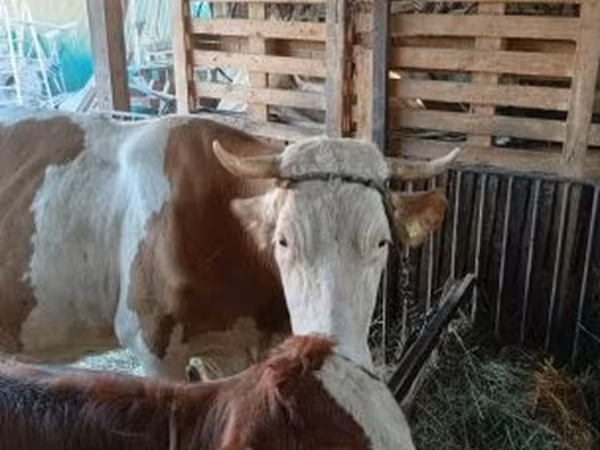 雌牛, Simmental cattle — ハンガリー