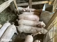 猪（批次，未指定性别）, Pigs — 照片 1