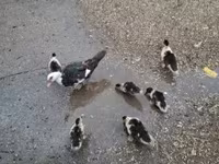 Ducks — foto 1