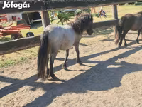 Yegua, Shetland Pony — foto 3