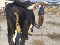 İnək, Russian Black pied cattle — foto 7