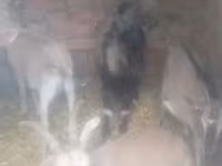 Ziegenbock, Ziegen — Foto 2