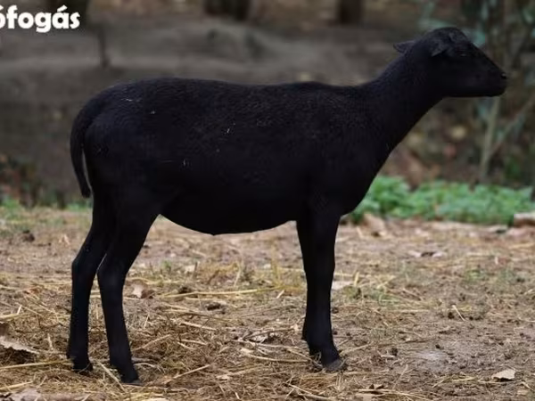 Schaf, Cameroon sheep