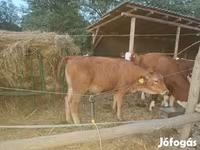 母牛, Limousin cow — 照片 1
