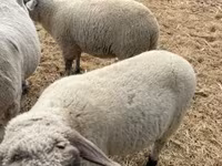 公羊, Tsigai sheep — 照片 2