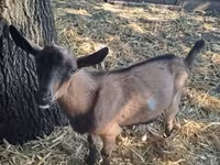 公山羊, Alpine goat — 照片 1