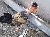 Chickens — foto 3