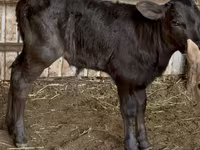 Cow, Cattle — photo 2