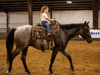حصان, Quarter Horse — الصورة 5