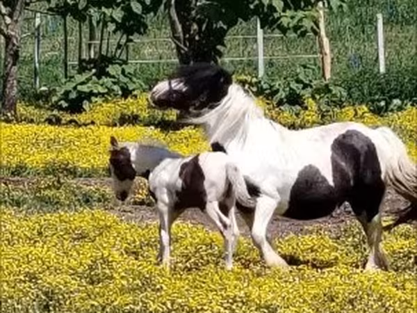 Pastuv, Gypsy horse