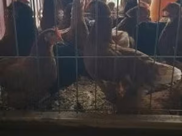 Chickens